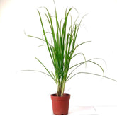 Λεμονόχορτο - Lemon grass